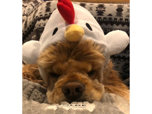 ☆モデル犬卒業後、里親さん宅での様子☆